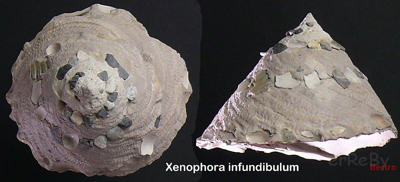 Xenophora infundibulum.jpg